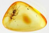 Detailed Fossil Ant and True Bug Nymph In Baltic Amber #357841-1